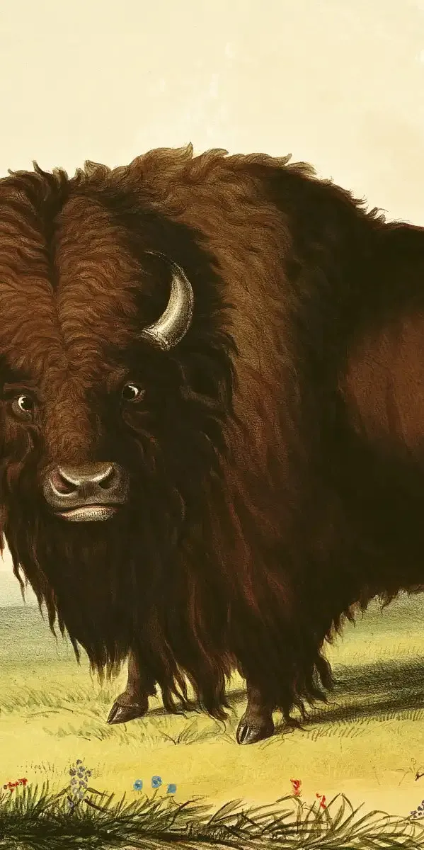 A Bison Wall Art