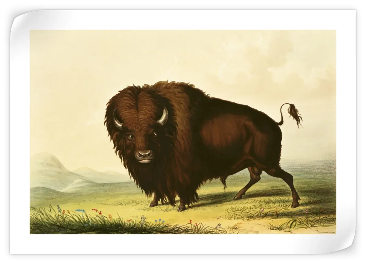 A Bison Wall Art