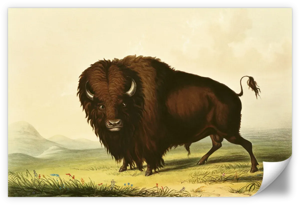 A Bison Wall Art