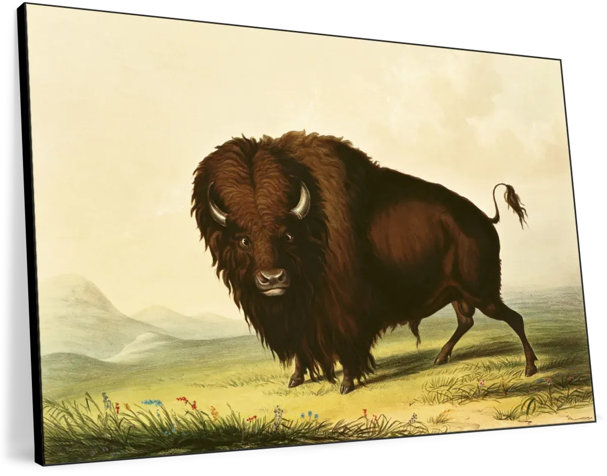 A Bison Wall Art