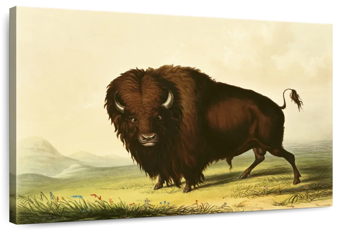 A Bison Wall Art