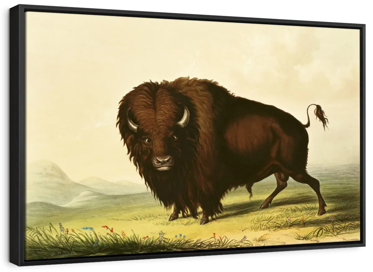 A Bison Wall Art