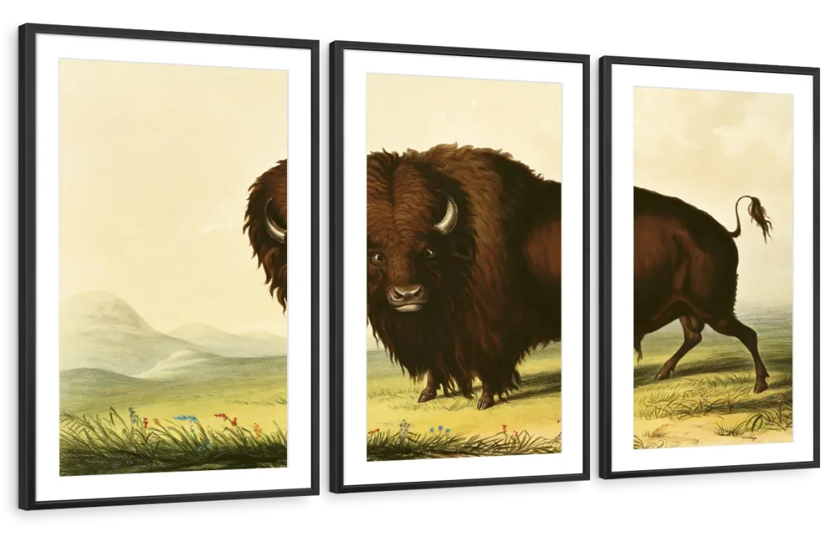 A Bison Wall Art