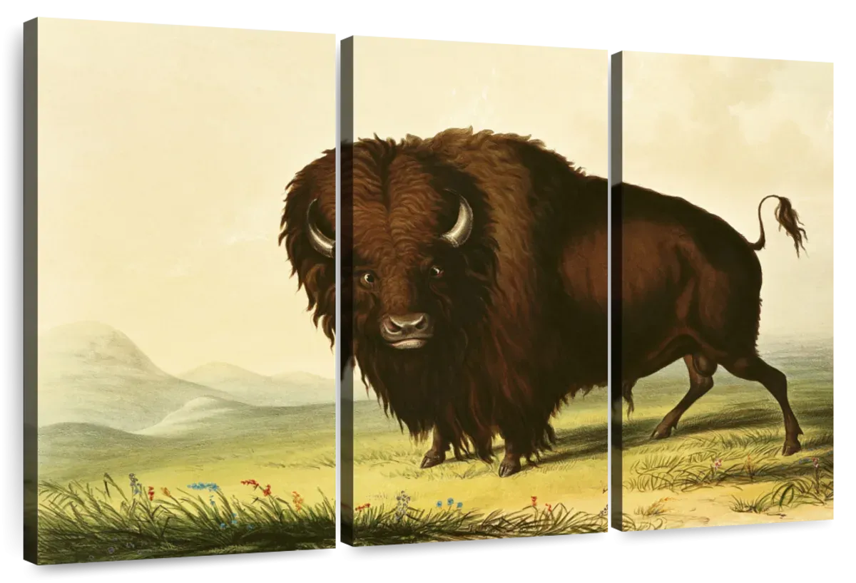 A Bison Wall Art