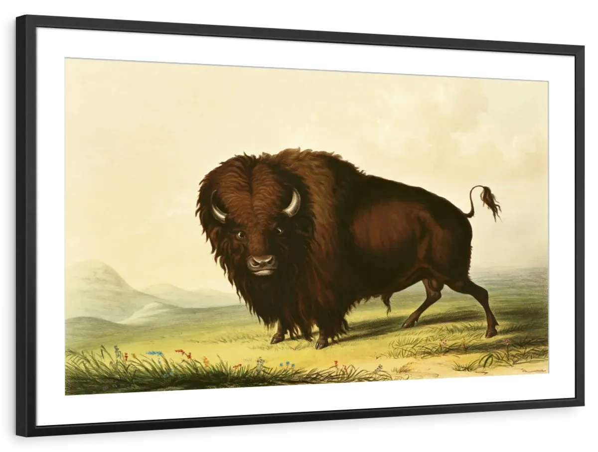 A Bison Wall Art