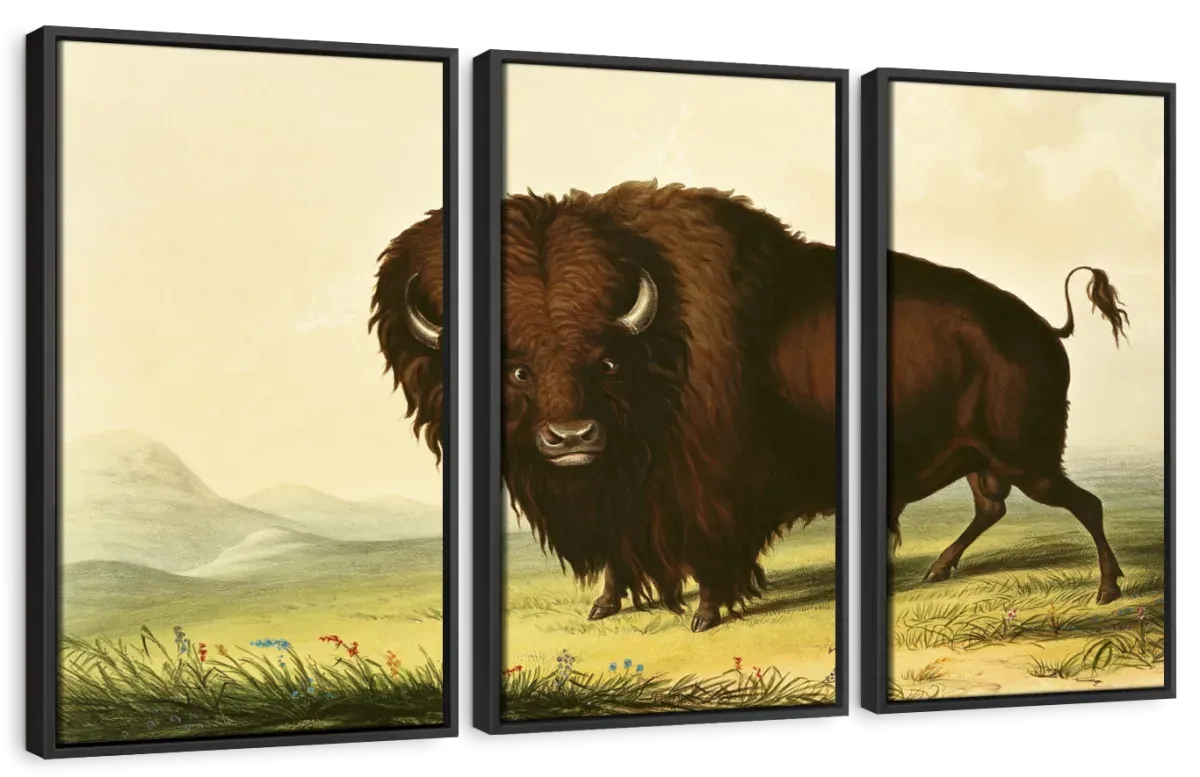 A Bison Wall Art