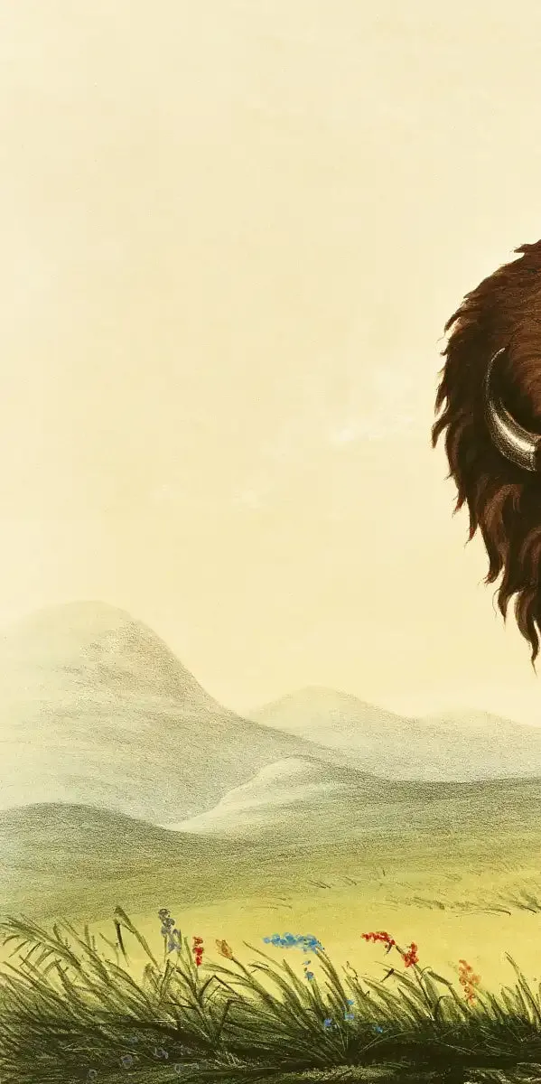 A Bison Wall Art