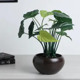 Alocasia Artificial Bonsai Plant with Ceramic Pot | 1.25 feet