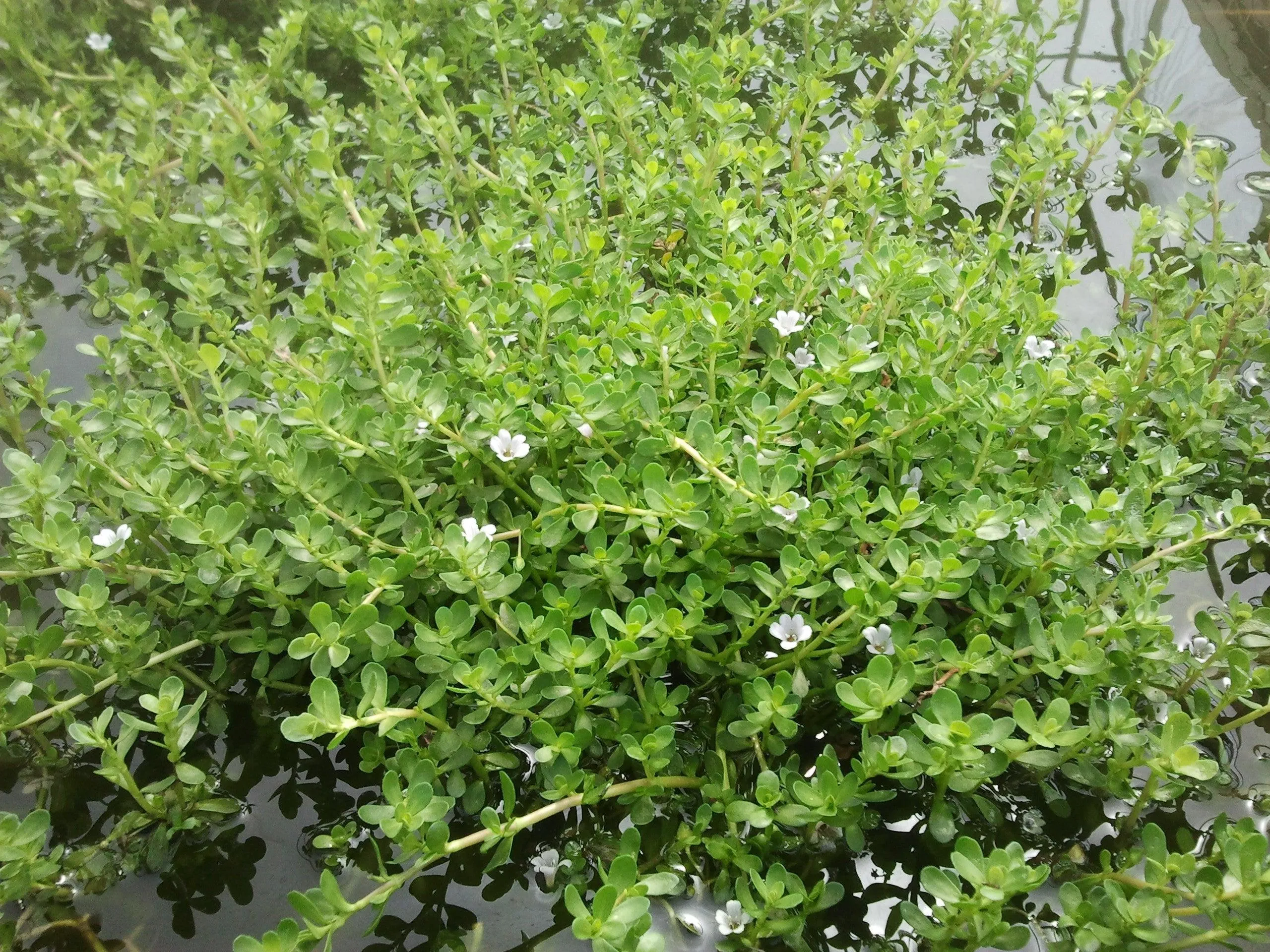 Bacopa monnieri (Water hyssop, Memory Herb) (Bare Root)