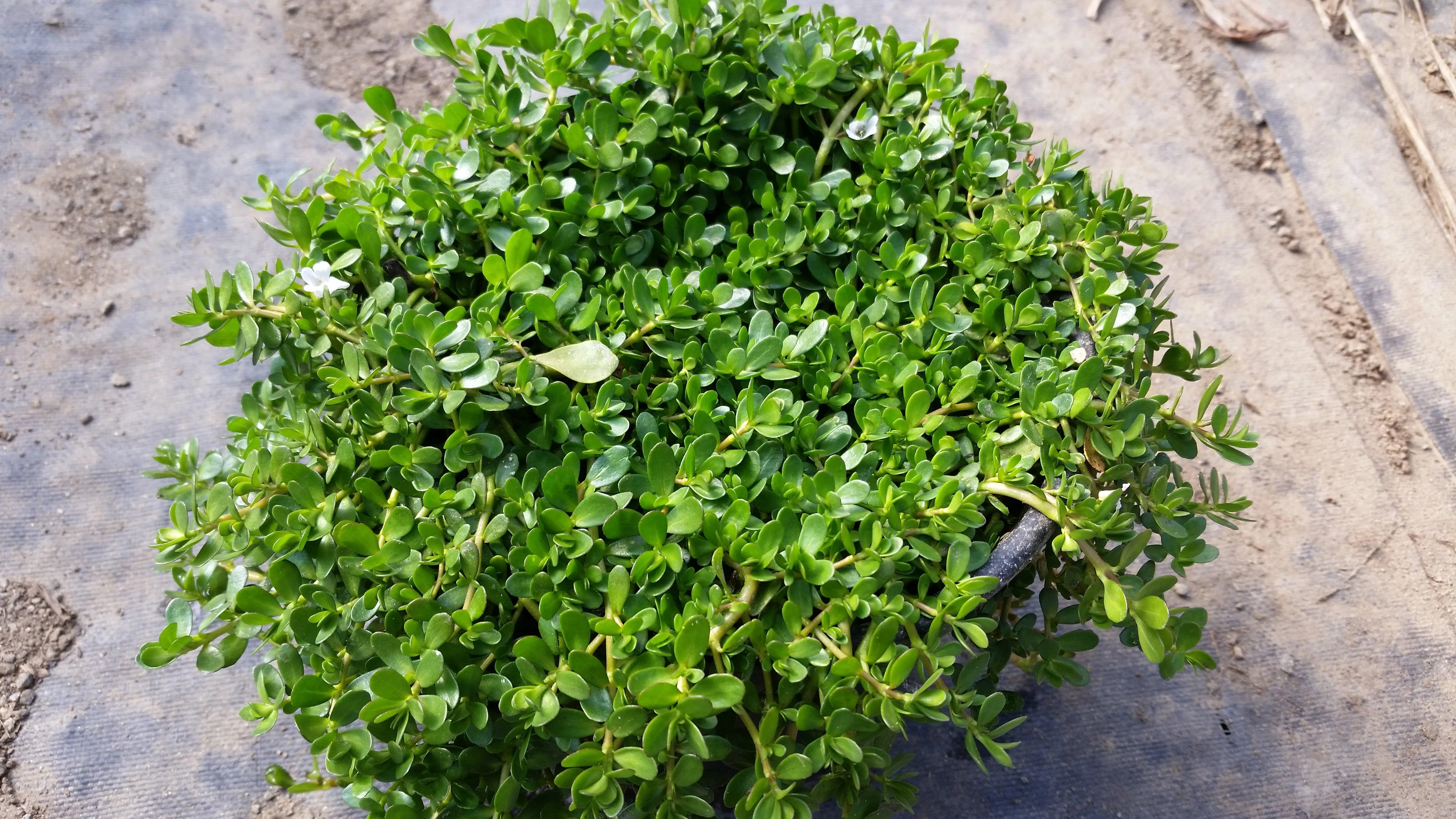 Bacopa monnieri (Water hyssop, Memory Herb) (Bare Root)