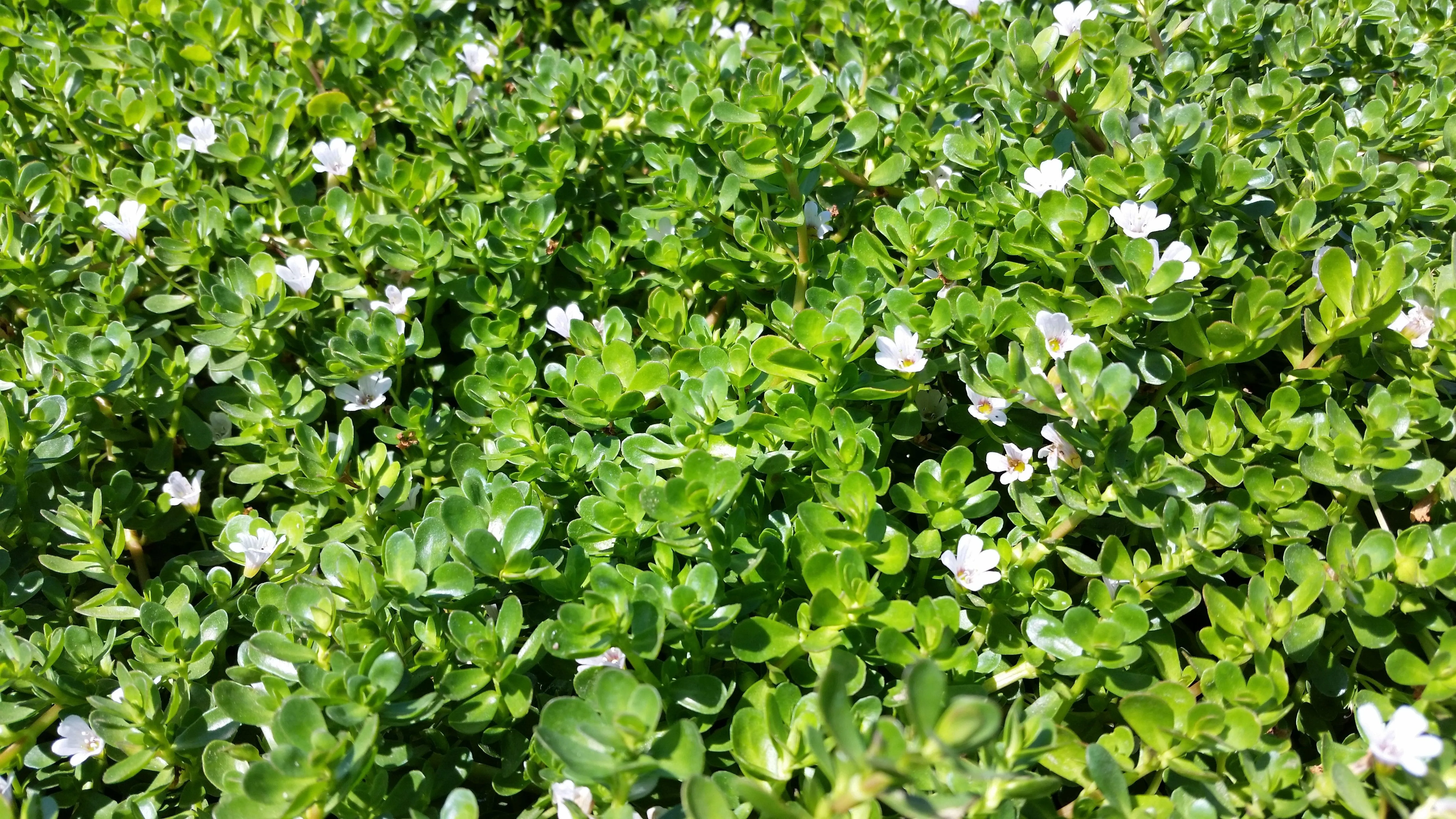 Bacopa monnieri (Water hyssop, Memory Herb) (Bare Root)