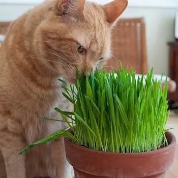 Cat Grass (Seeds)