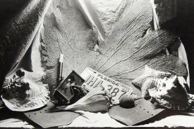 Florida Shells Still Life Photograph