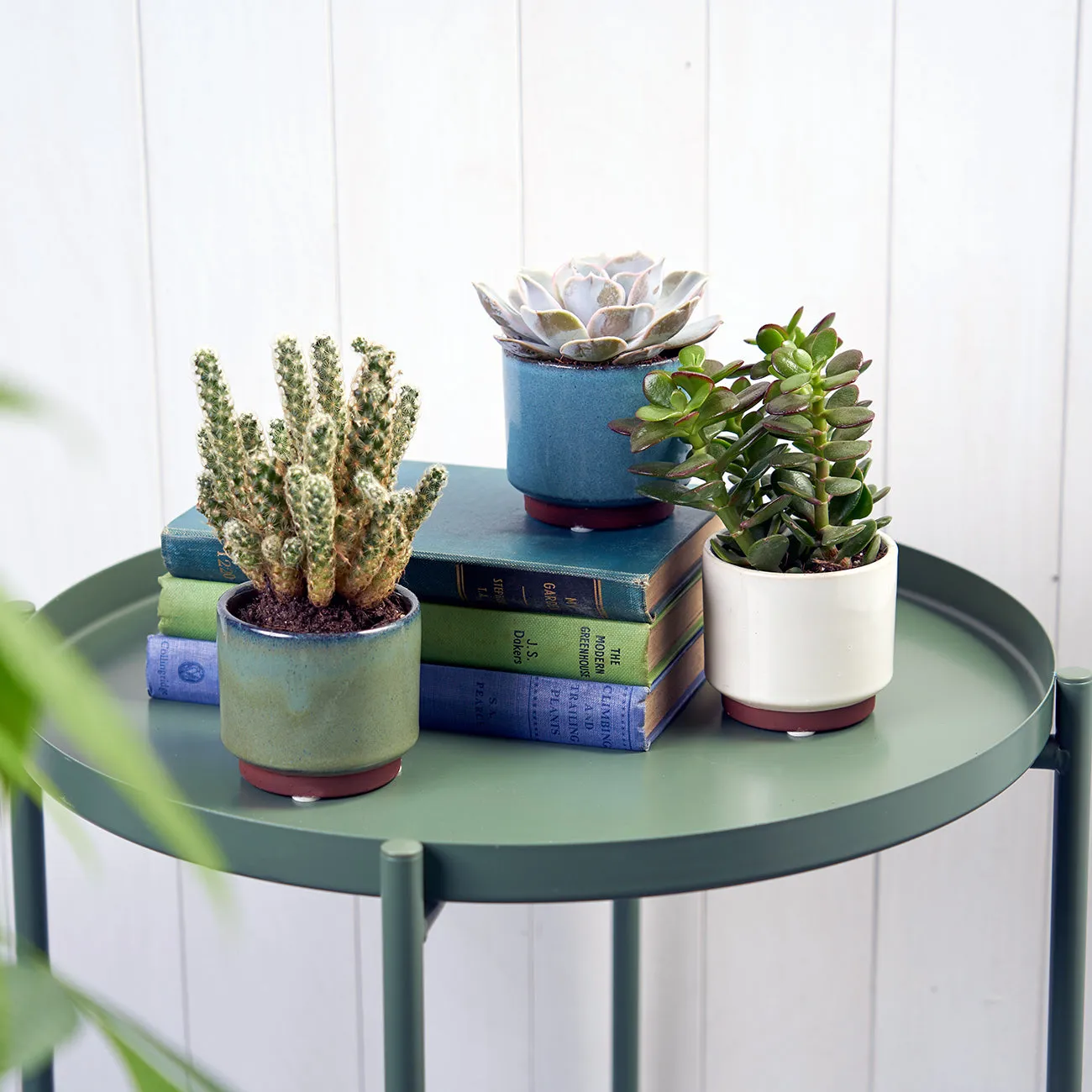 Malibu Succulent Pot - Green