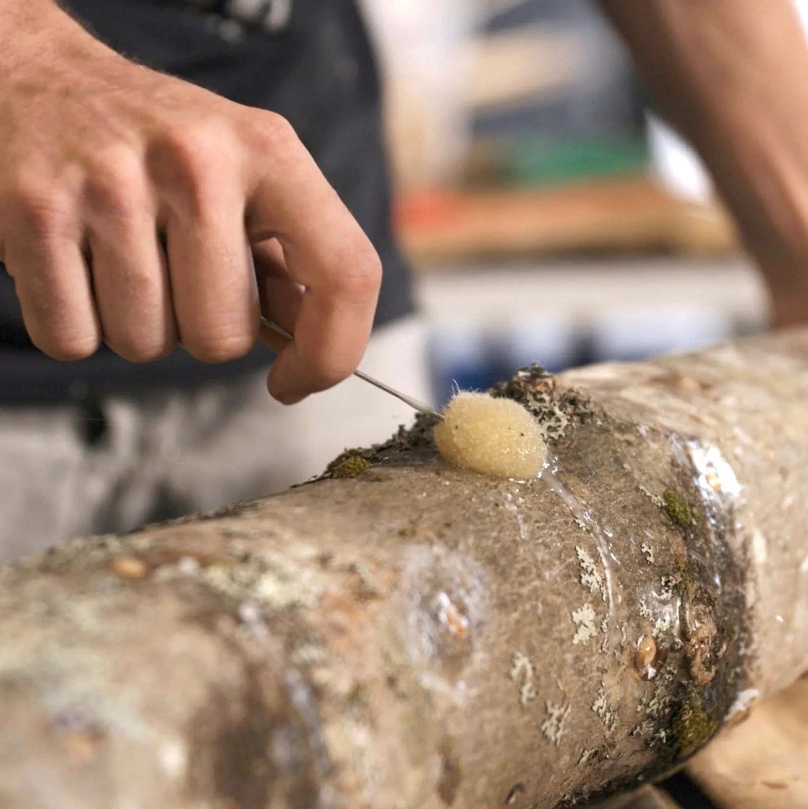 Organic Golden Oyster Mushroom Plug Spawn