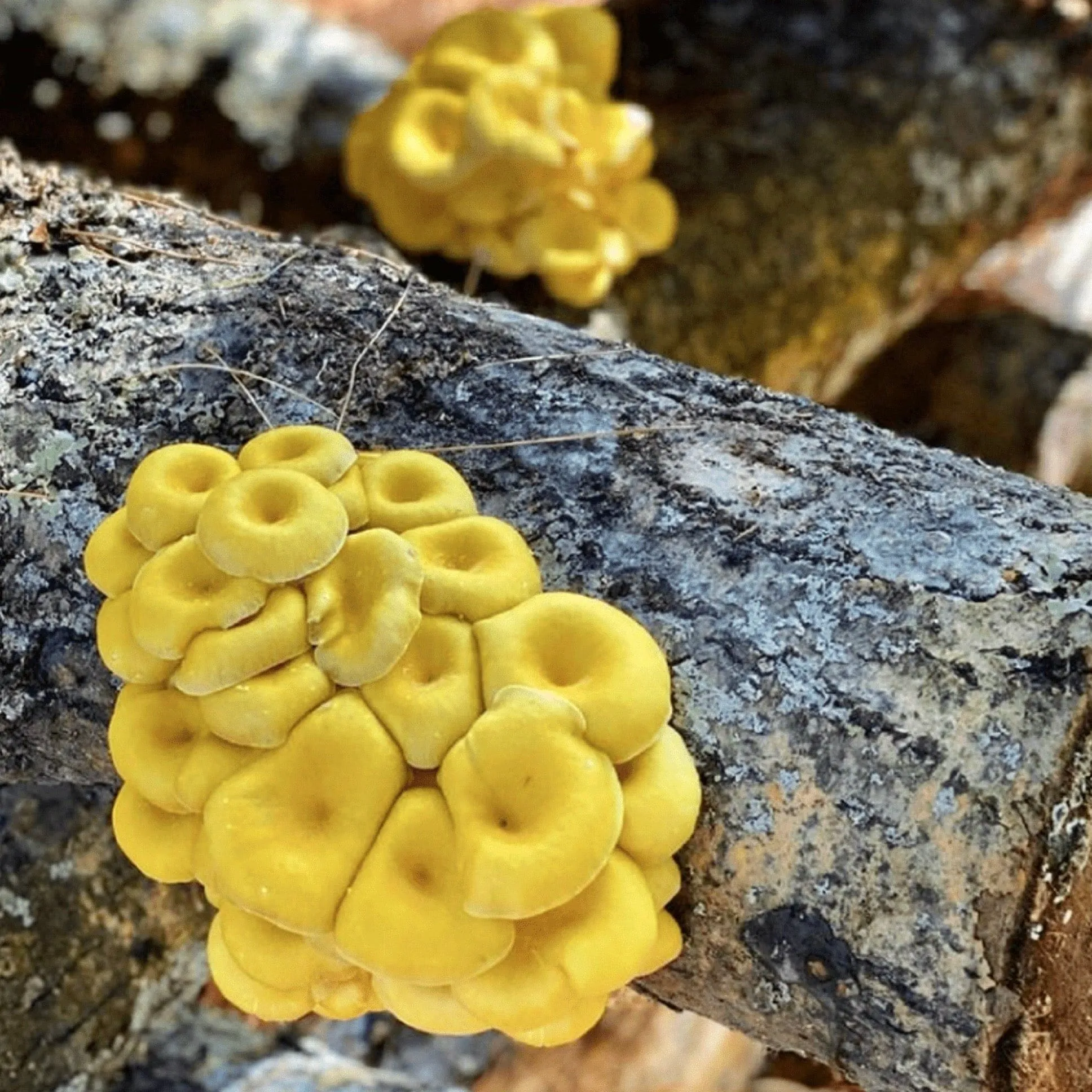 Organic Golden Oyster Mushroom Plug Spawn