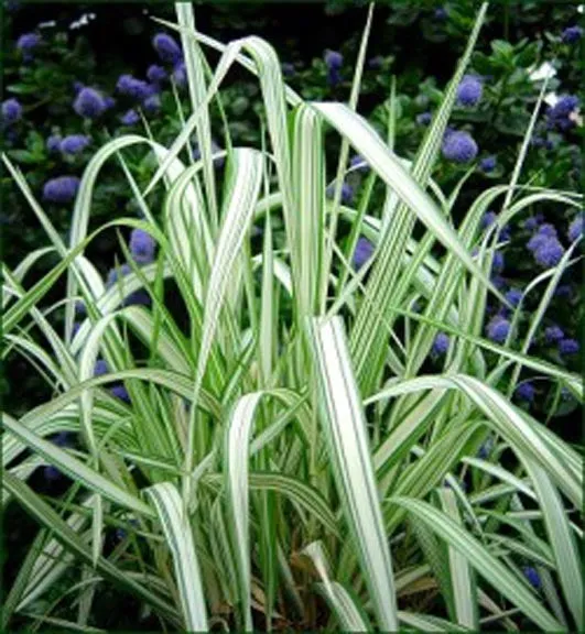 Ribbon Grass