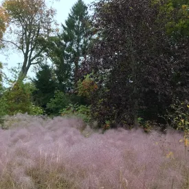 Seep Muhly Grass - Muhlenbergia reverchonii