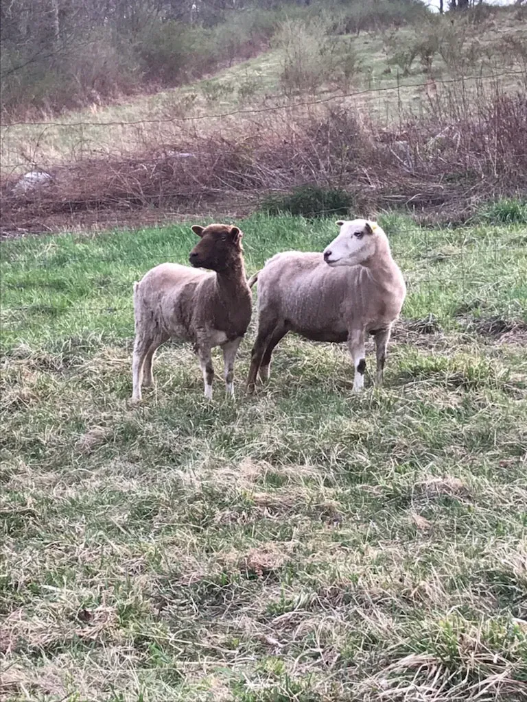 Shetland Yarn - Undyed/Natural (Pennsylvania)