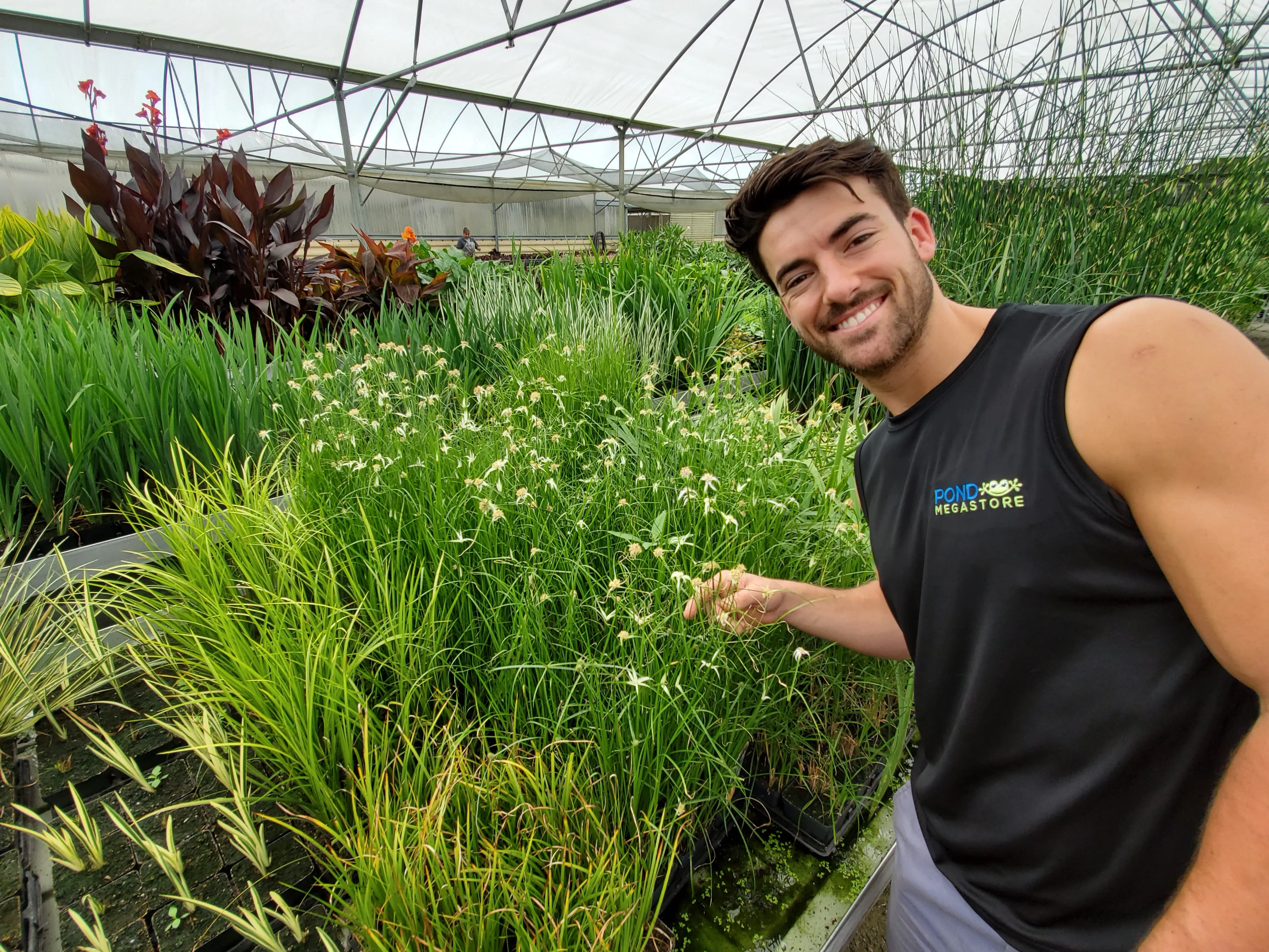 Star Flower <br> White Star Sedge<br> Blooms all summer